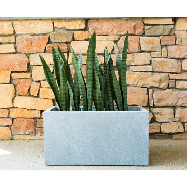 SUCCULENT GARDEN IN GRAY CONCRETE PLANTER 5.5/" MODERN