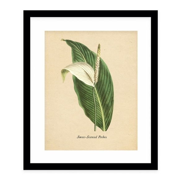 BOTANICAL VINTAGE TEN Black Framed Giclee Print By Terri Ellis