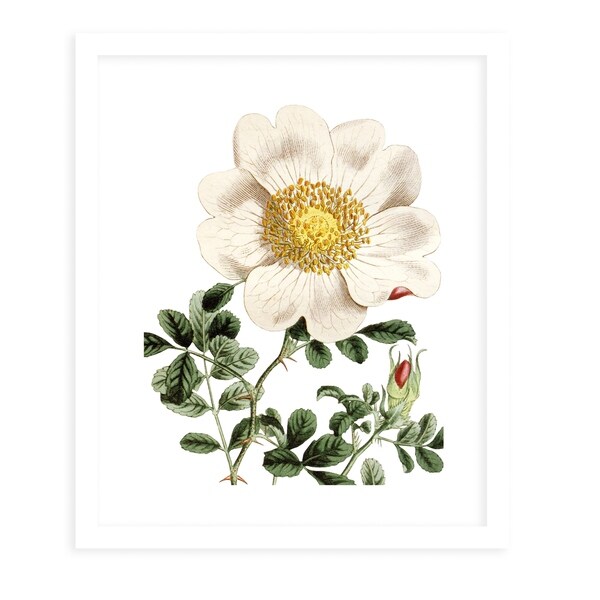 FLOWER TWO WHITE White Framed Giclee Print By Terri Ellis