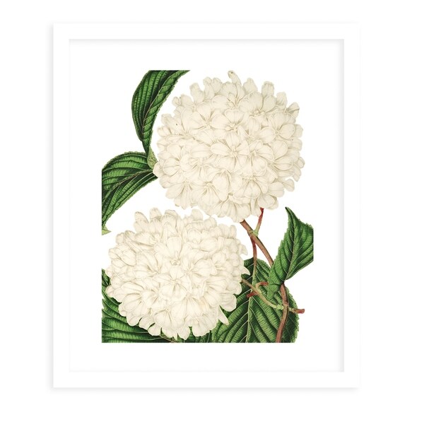 FLOWER FIFTEENTH WHITE White Framed Giclee Print By Terri Ellis