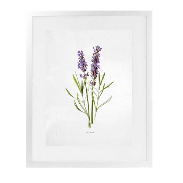 LAVENDER White Framed Giclee Print By Terri Ellis