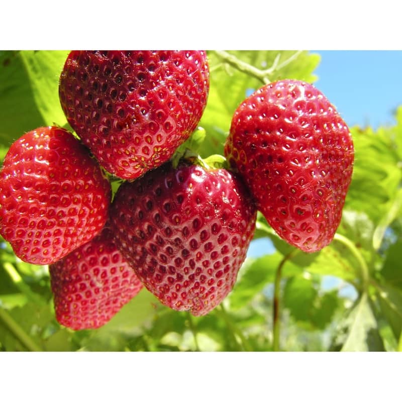 Vertical Strawberry & Herb Gardening Grow Bag Planter - Upside Down Herb Planter