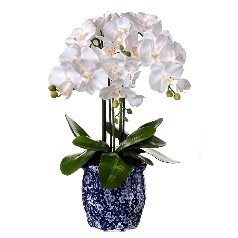 Potted Phaleanopsis X4 In Ming Pot 23"
