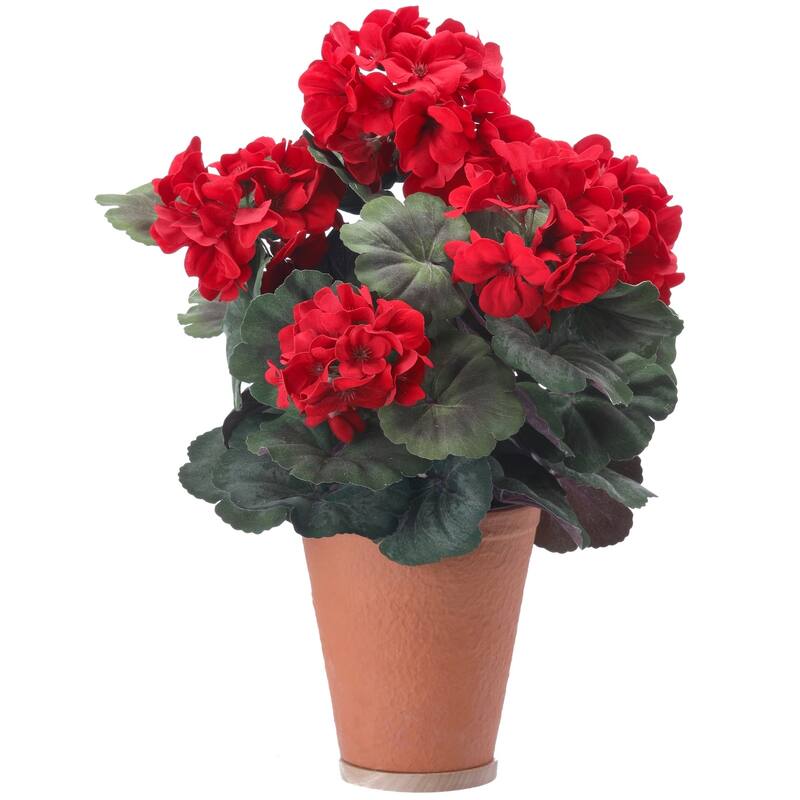 Potted Velvet Mature Geranium X5 17" Od Ok