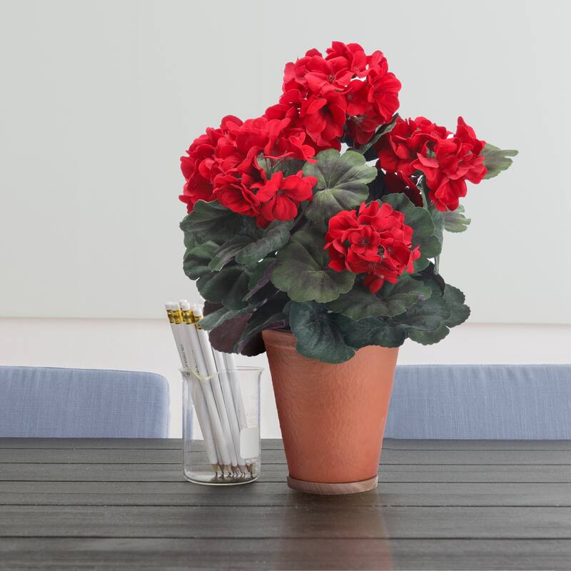 Potted Velvet Mature Geranium X5 17" Od Ok