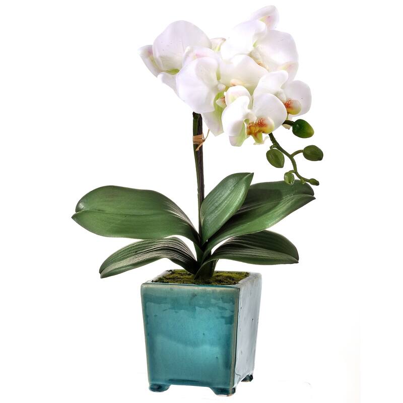 Footed Pot Phaleanopsis 18"