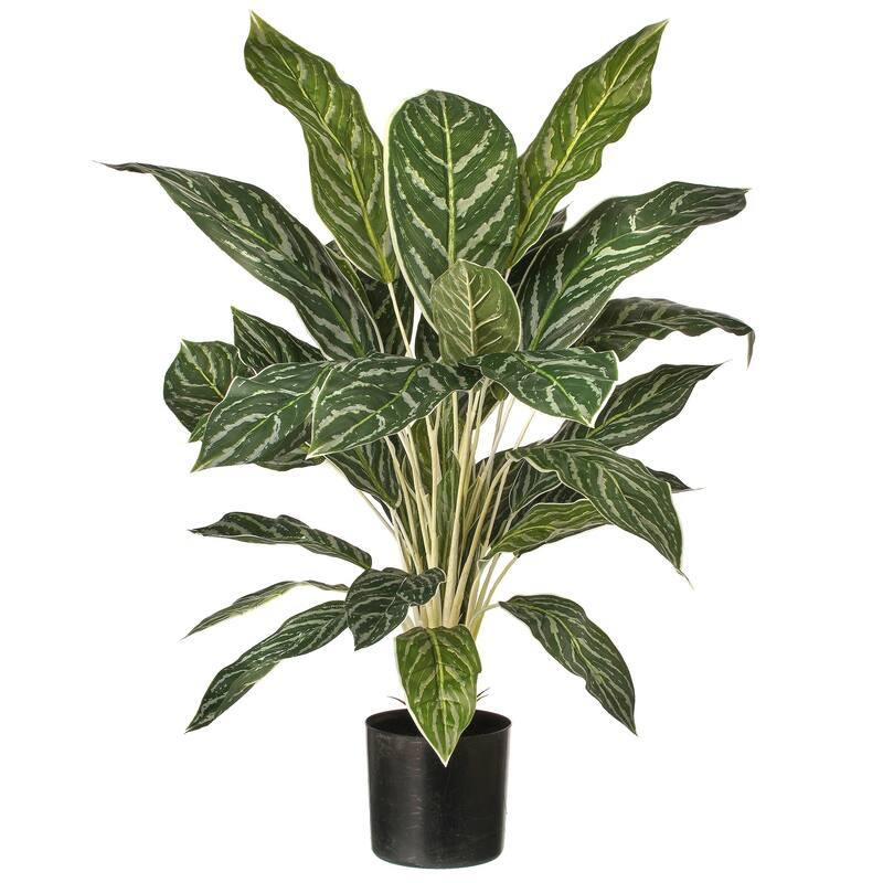Potted Aglaonema Plant 38 Lv 26"