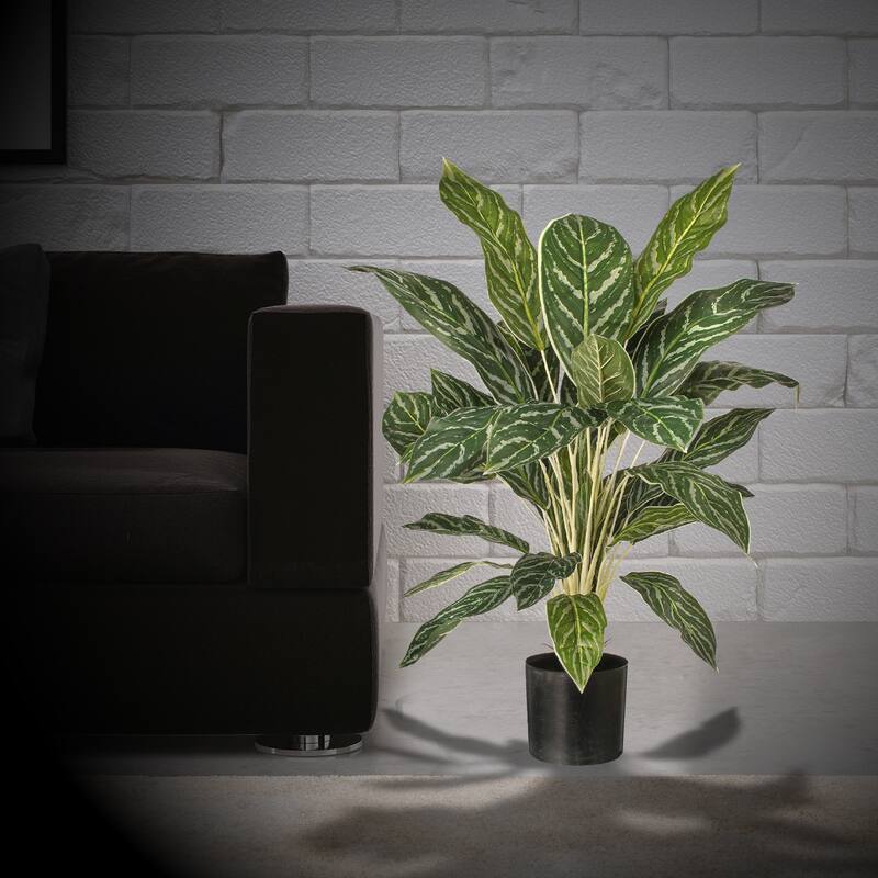 Potted Aglaonema Plant 38 Lv 26"