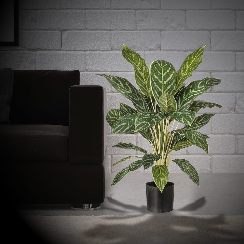 Potted Aglaonema Plant 38 Lv 26"