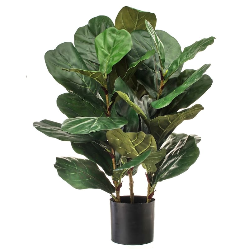 Potted Triple Mature Fiddle Leaf Plant 32"