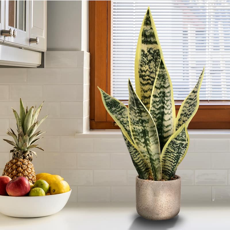Potted Sanseveria Plant 21"