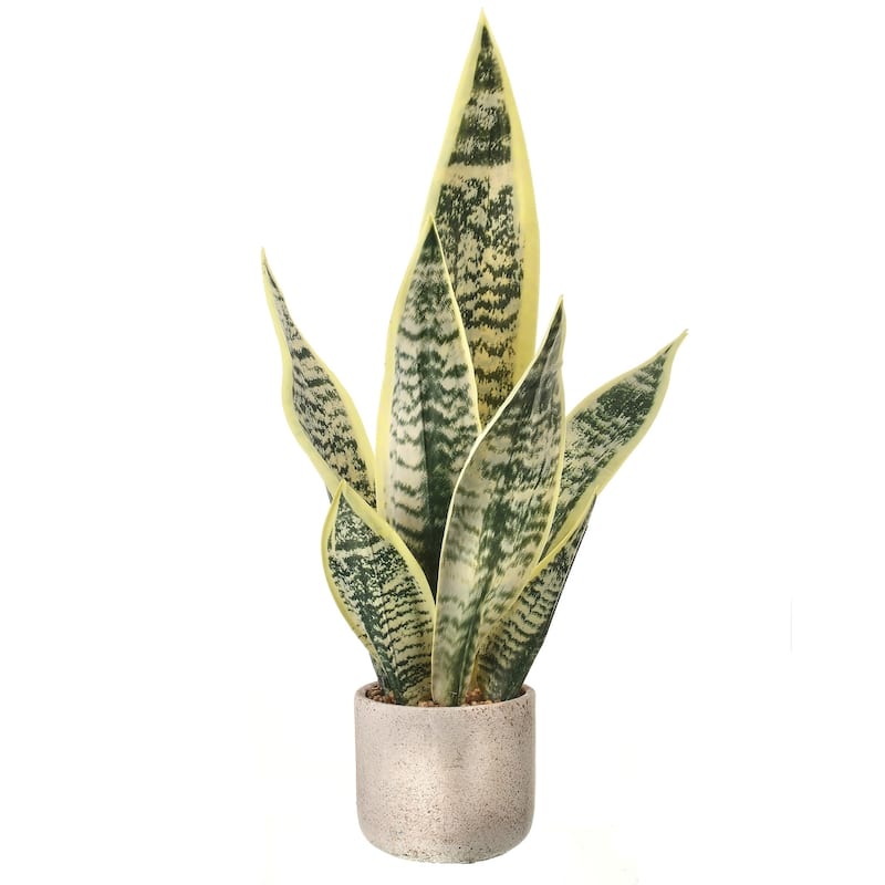 Potted Sanseveria Plant 21"