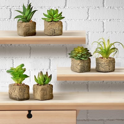 Succulent In Stone Pot 2.5-4" Set of 6