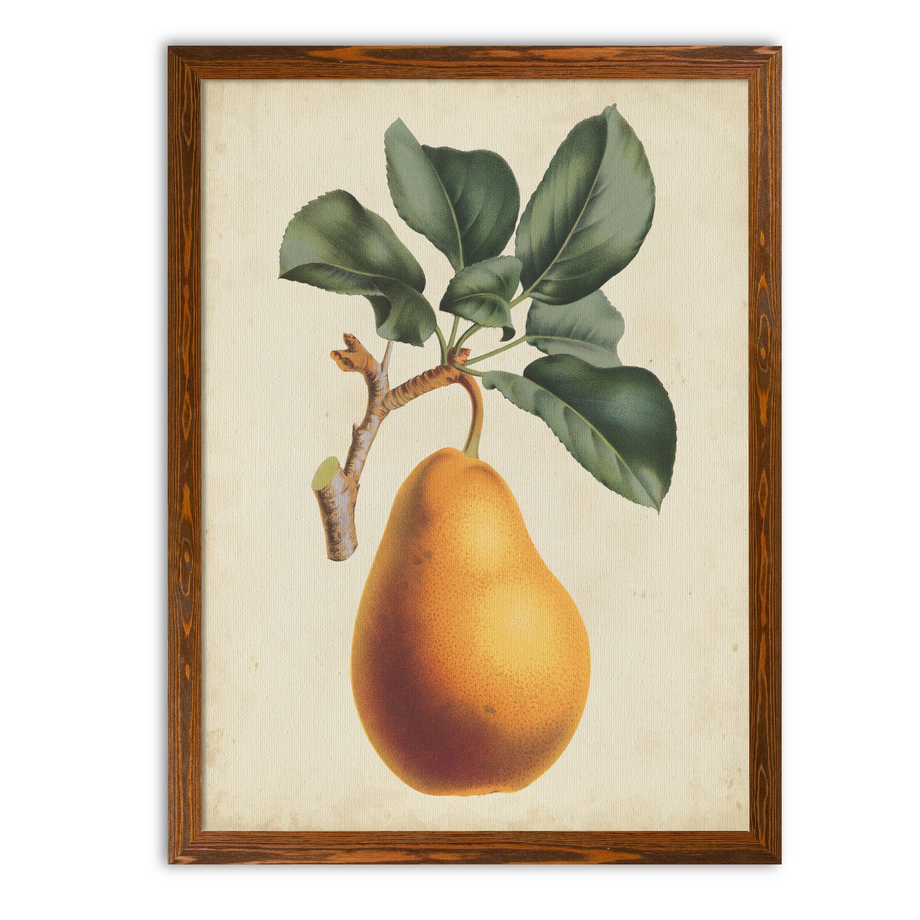 NATURA ＆ stockarts. - antique umber Antique-Pear-Botanical-I-