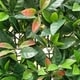 preview thumbnail 4 of 3, Artificial Boxwood Hedge Greenery Panels, 20"x20"/pc - 36pc