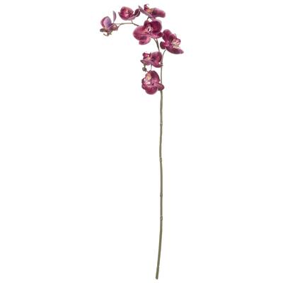 Sullivans Phalaenopsis Orchid Stem