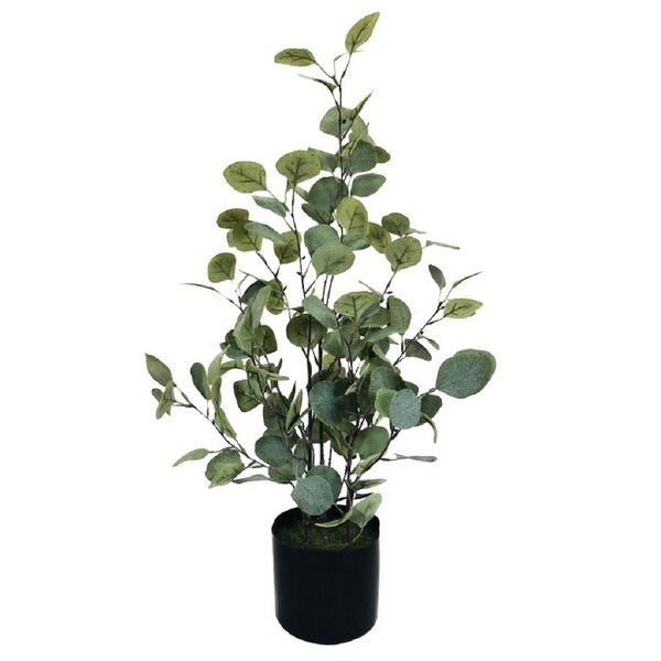 money tree for sale