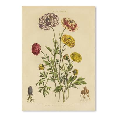 Herbal Botanical Xxii Poster Art Print
