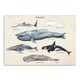 Whale Species Ii Poster Art Print - Bed Bath & Beyond - 31035418