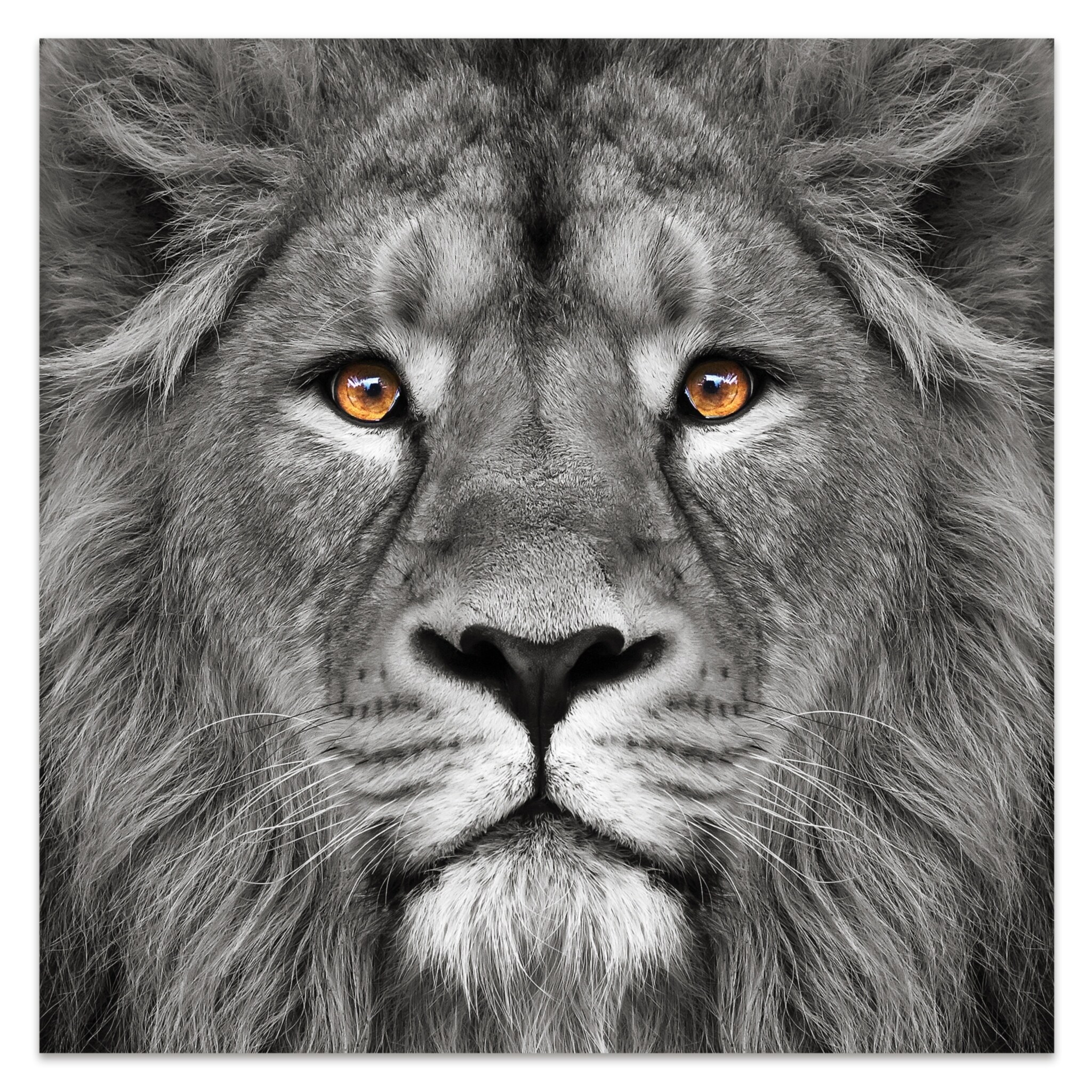 Shop King Of The Jungle Lion Unframed Free Floating Tempered Glass Wall Art Overstock