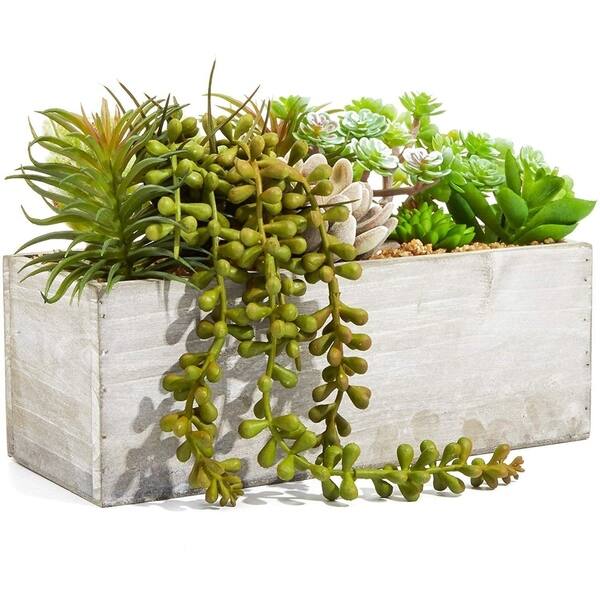 Succulent and Air Plant Holder 5 x 4