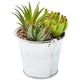 preview thumbnail 5 of 4, 4 Pack Artificial Succulents, 6.5 inch Colorful Cactus Plants with Iron Bucket - 6.5 inch