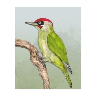 Animals Birds European Green Woodpecker Unframed Wall Art Print/Poster ...