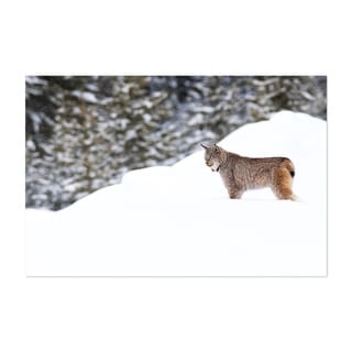 Banff Alberta Animals Cold Dawn Forest Unframed Wall Art Print/Poster ...