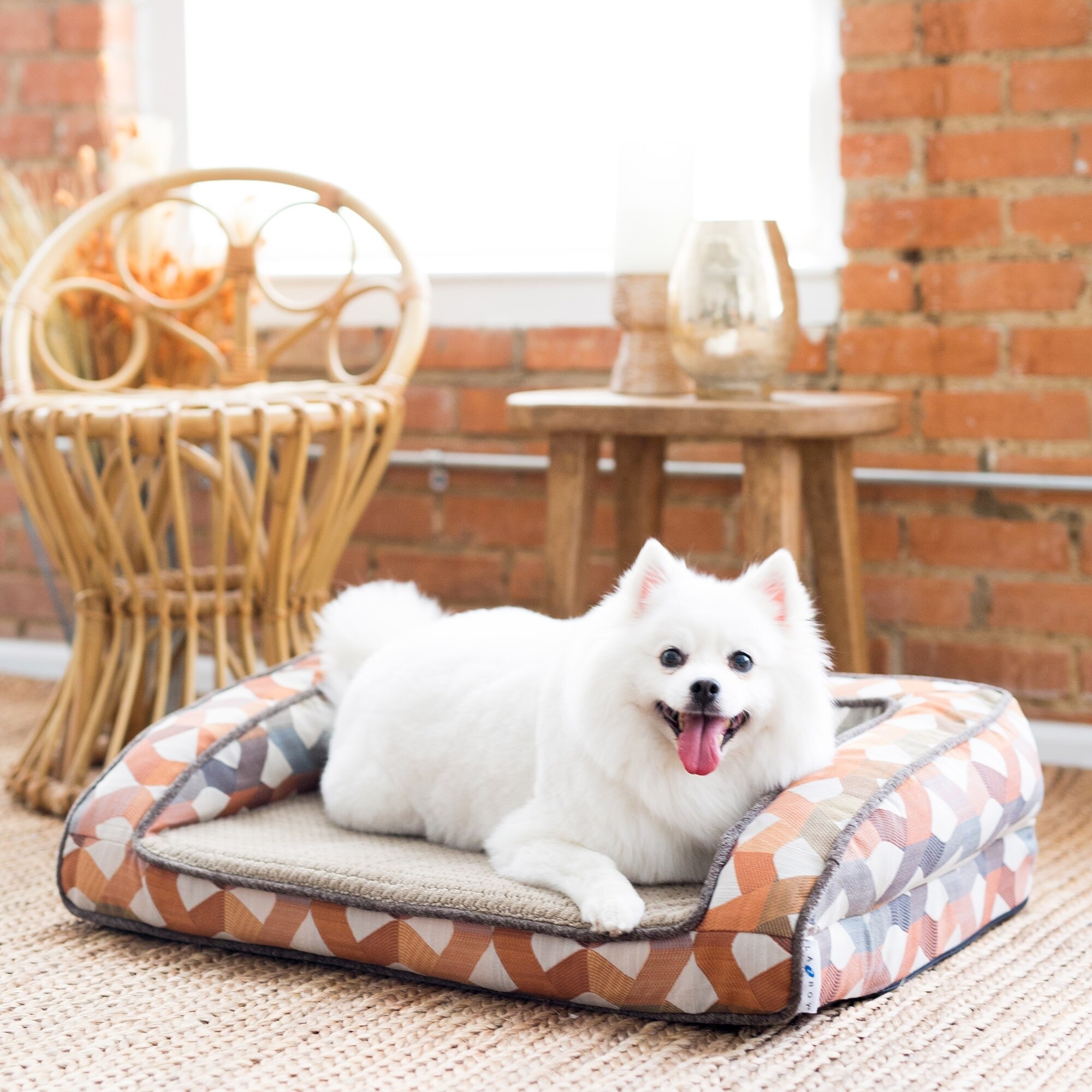 boy dog beds