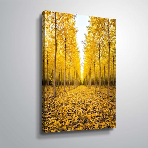 Poplar trees in Oregon by Cody York Gallery Wrapped Canvas