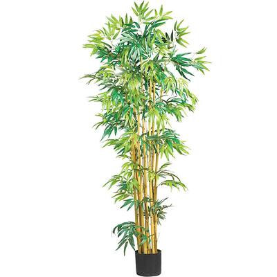 Bambusa Tree