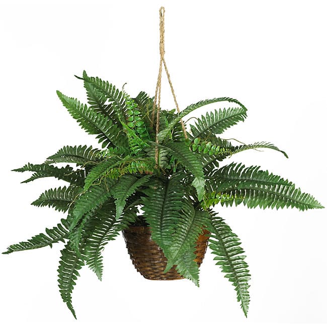 Boston Fern Silk Plant Hanging Basket - Green