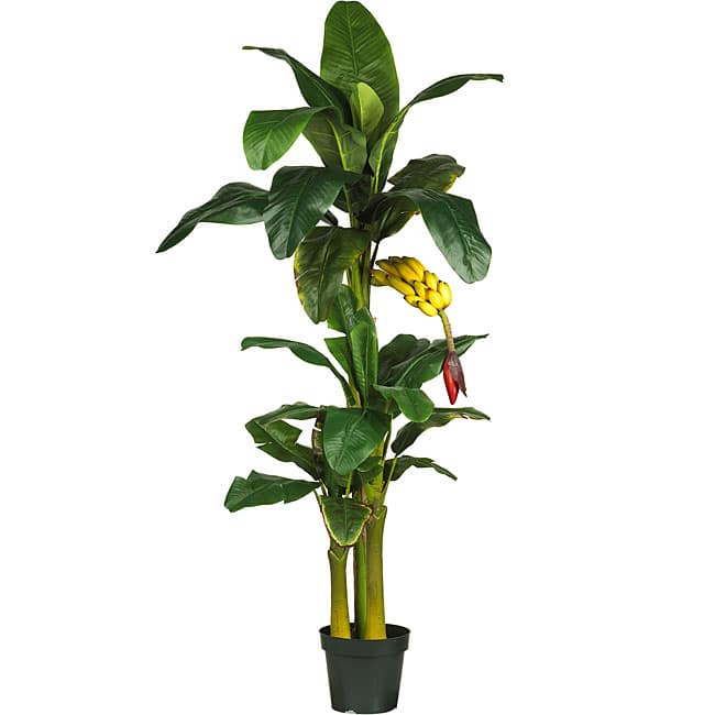 Triple Stalk Banana Tree - Green