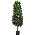 Sweet Bay 5-foot Pyramid Silk Tree