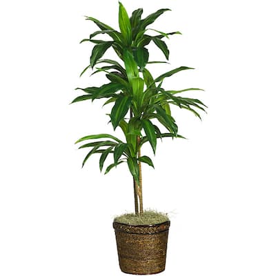 Silk 48-inch Real Touch Dracaena Plant