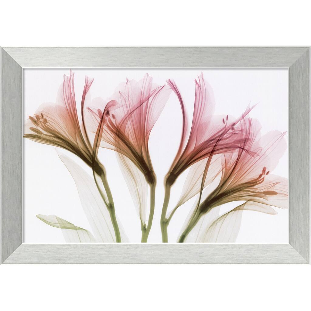 Framed Art Print Alstromeria by Steven N. Meyers 27 x 19-inch