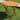 Royal Tahiti 36-inch Patio Folding Table