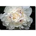 Kurt Shaffer 'Perfect Peony' Gallery-wrapped Art