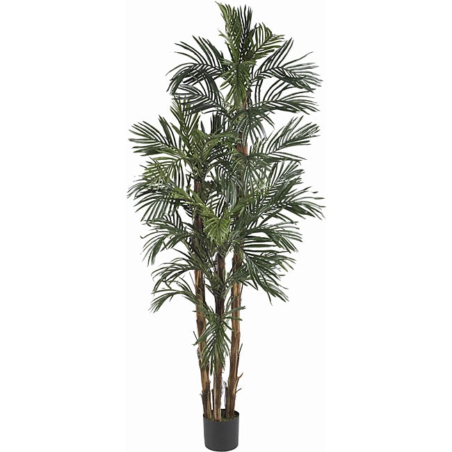 Robellini 6 foott Palm Silk Tree