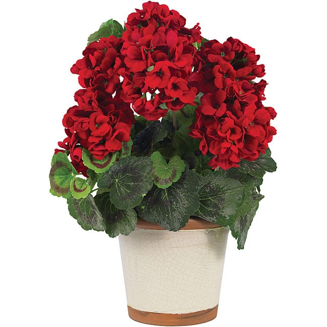 Silk Geranium Flower Plant