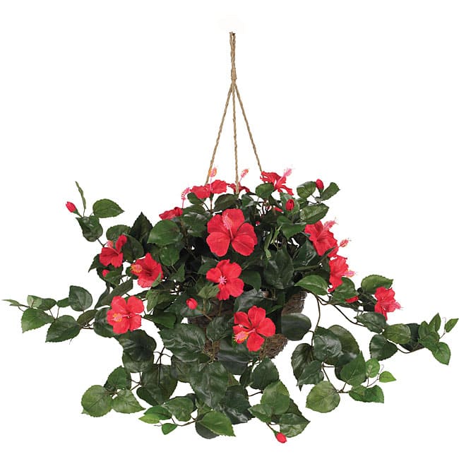 Hibiscus Hanging Basket