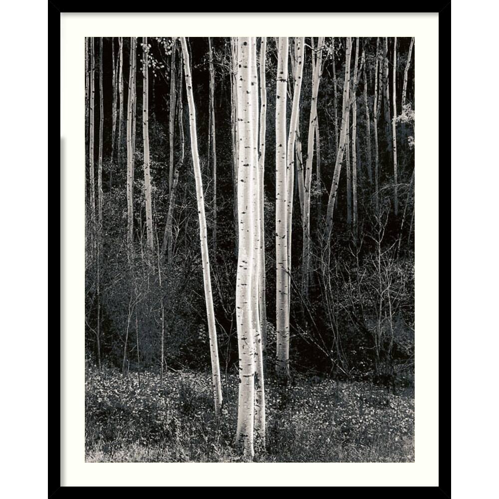 Ansel Adams 'Aspens' Framed Art Print