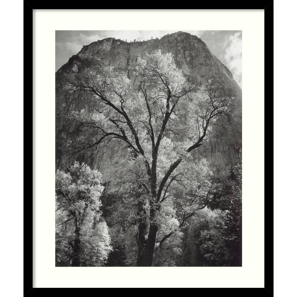 Ansel Adams 'Autumn Tree Against Cathedral Rocks' Framed Art Print