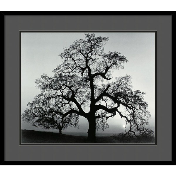 Framed Art Print Oak Tree Sunset City California 1962 By Framed Art Print X27 Oak Tree Sunset City California 1962