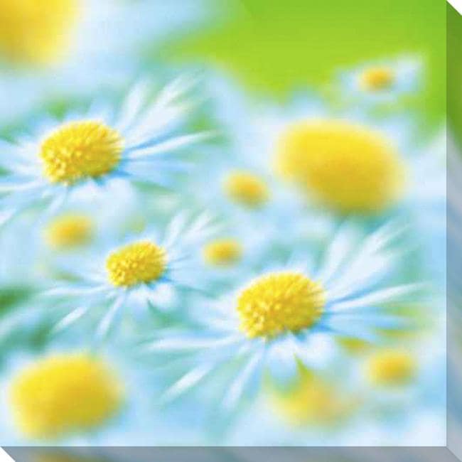 Daisies Giclee Canvas Art  ™ Shopping