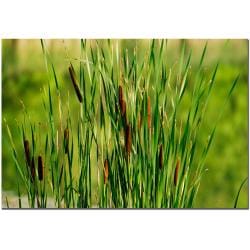 Kurt Shaffer 'Prairie Grass III' Canvas Art Trademark Fine Art Canvas