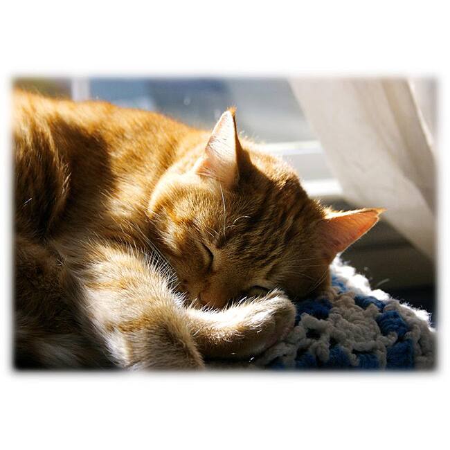 Orange Cat Art 'Cat Nap' Photographic Print
