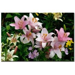 Kurt Shaffer 'Pink Lilies' Canvas Art Trademark Fine Art Canvas