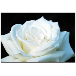 Kurt Shaffer 'White Rose II' Canvas Art - - 5581155
