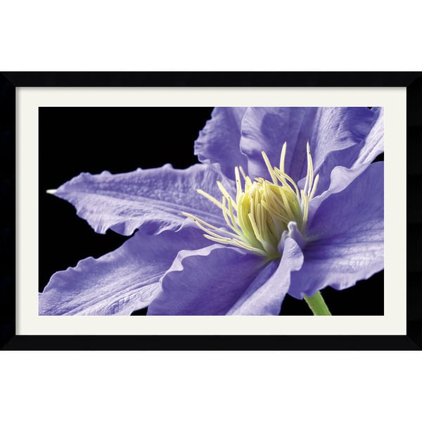 Amalia Veralli 'Purple Clematis' Framed Art Print Prints